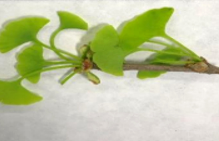 Ginkgo leaf and twig sample photograph from the supplied leaflet